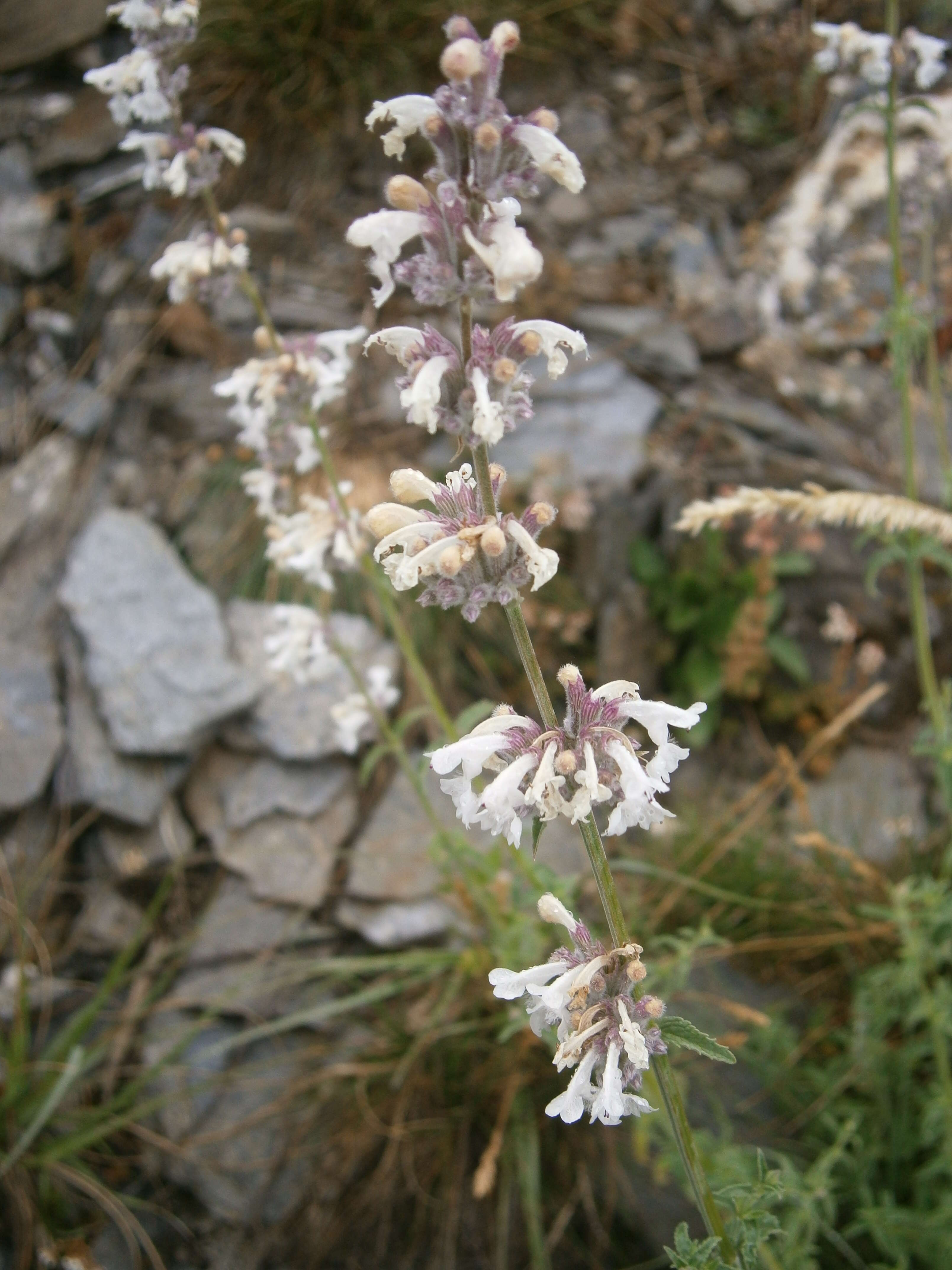 Image de Nepeta nepetella L.