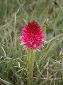 Слика од Gymnadenia corneliana (Beauverd) Teppner & E. Klein