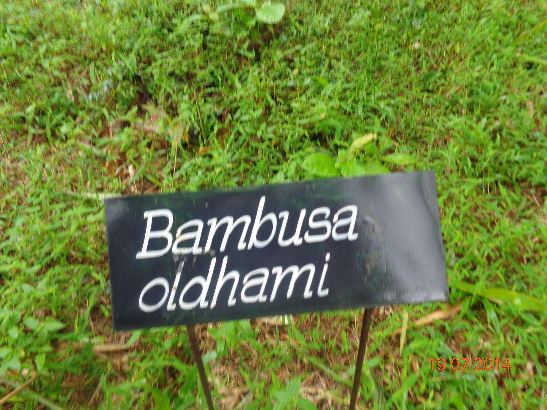 Слика од Bambusa oldhamii Munro