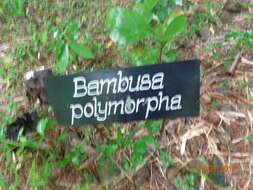 Bambusa polymorpha Munro resmi