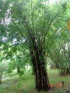 Image of polymorph bamboo