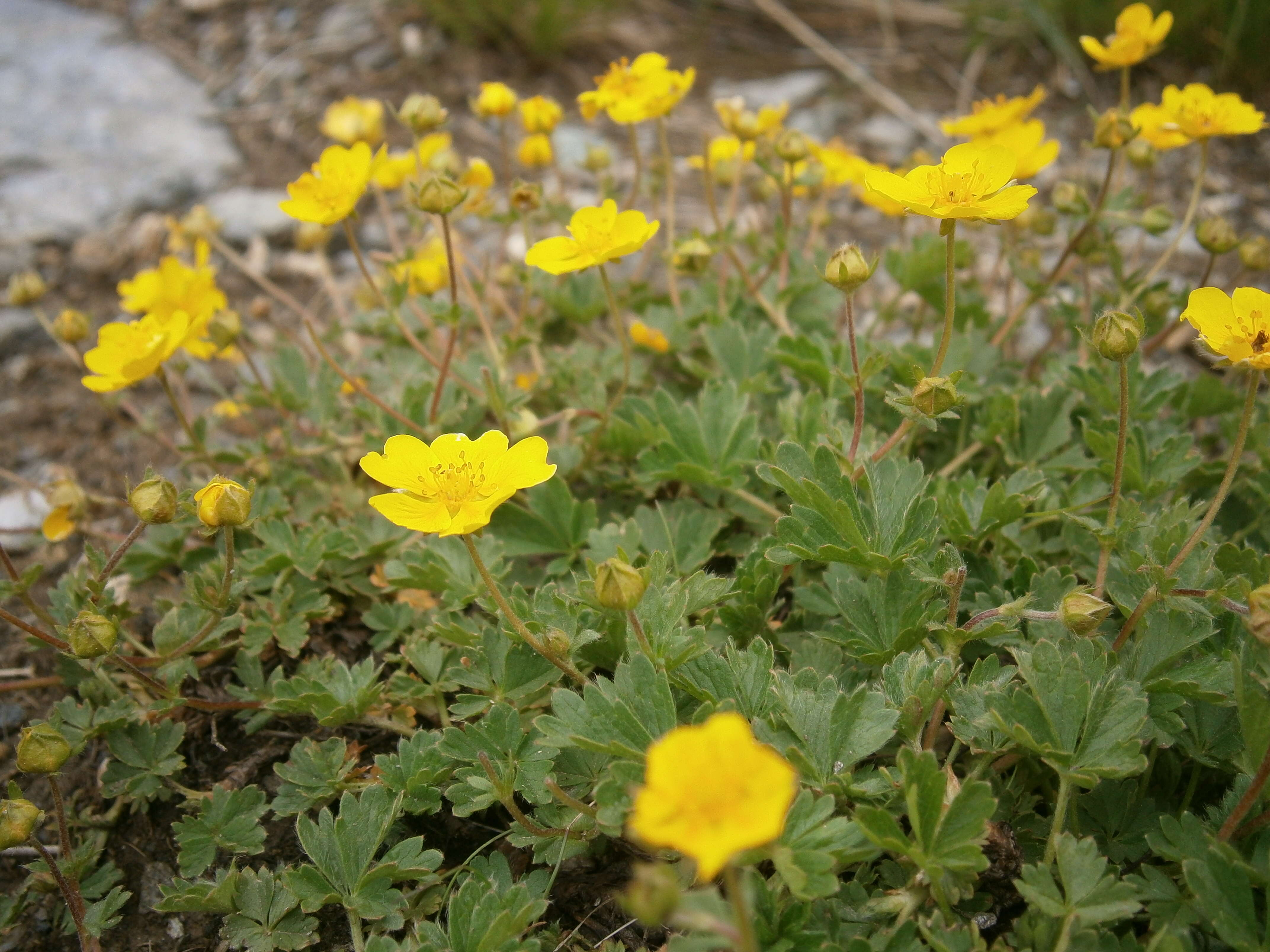 Слика од Potentilla crantzii (Crantz) Beck