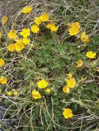 Слика од Potentilla crantzii (Crantz) Beck