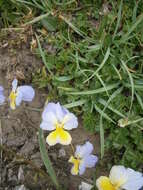 Image of Alpine Pansy