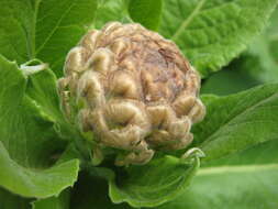 Image of Giant Scabiosa