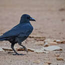 صورة Corvus culminatus Sykes 1832