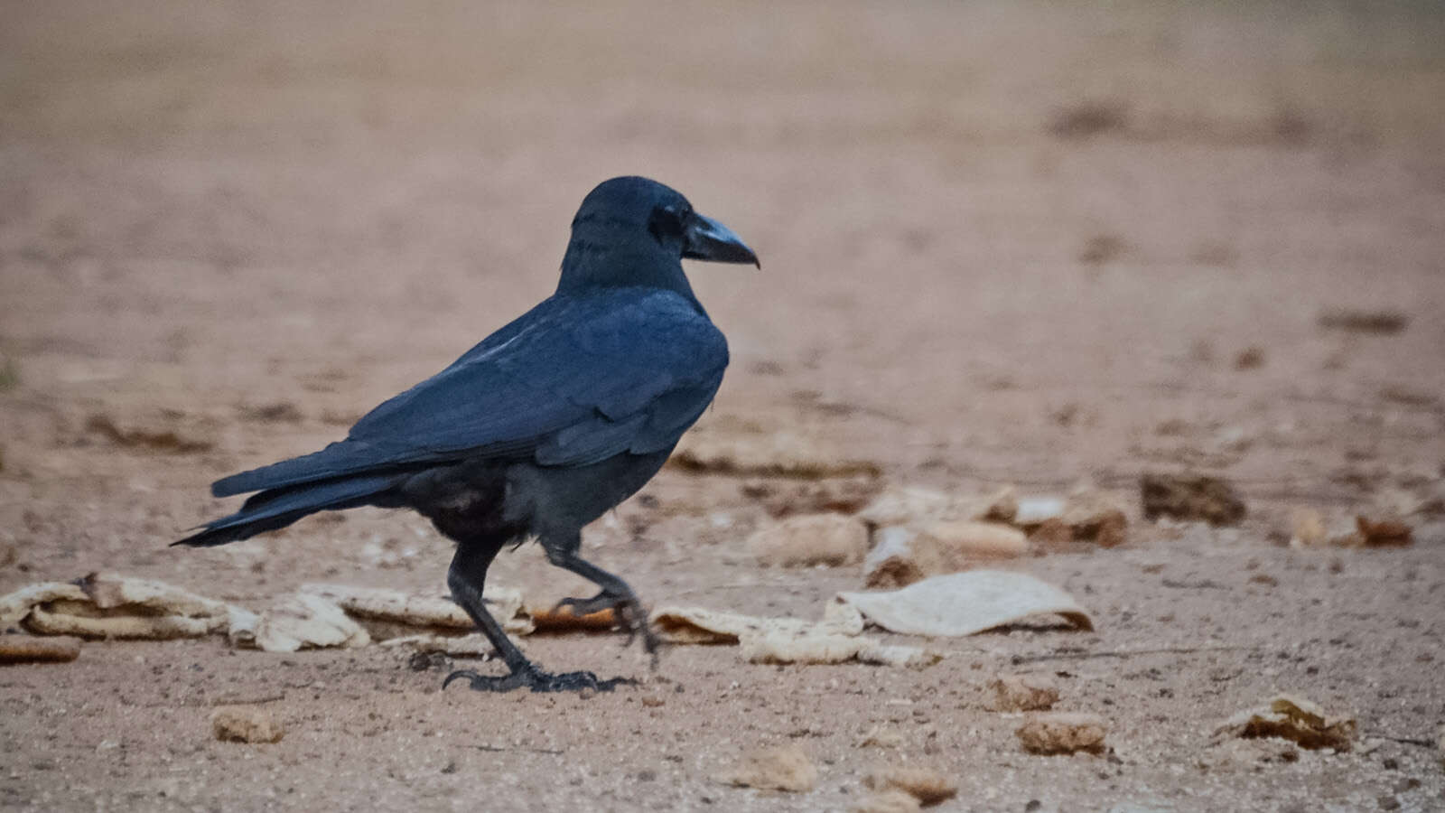 Imagem de Corvus culminatus Sykes 1832