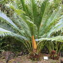 Image of Cycas chevalieri Leandri