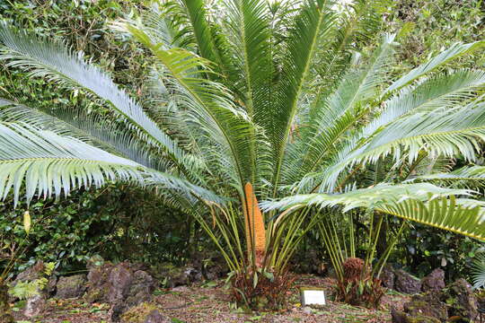 Image of Cycas chevalieri Leandri