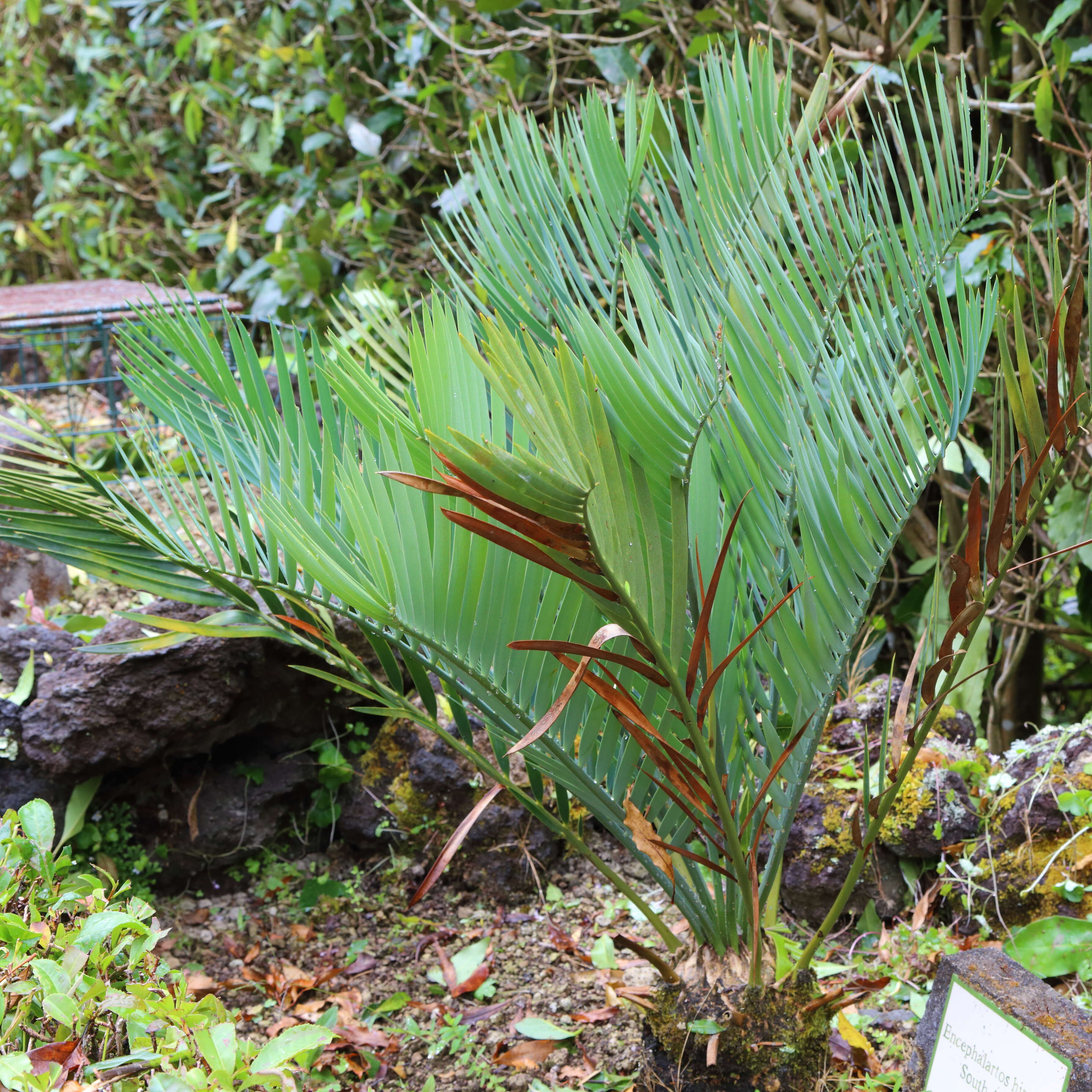 Image of Cycad