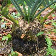 Image of Cycad