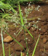 Image of panicled bulrush