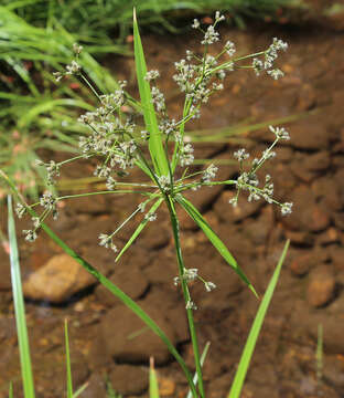 Scirpus microcarpus J. Presl & C. Presl resmi