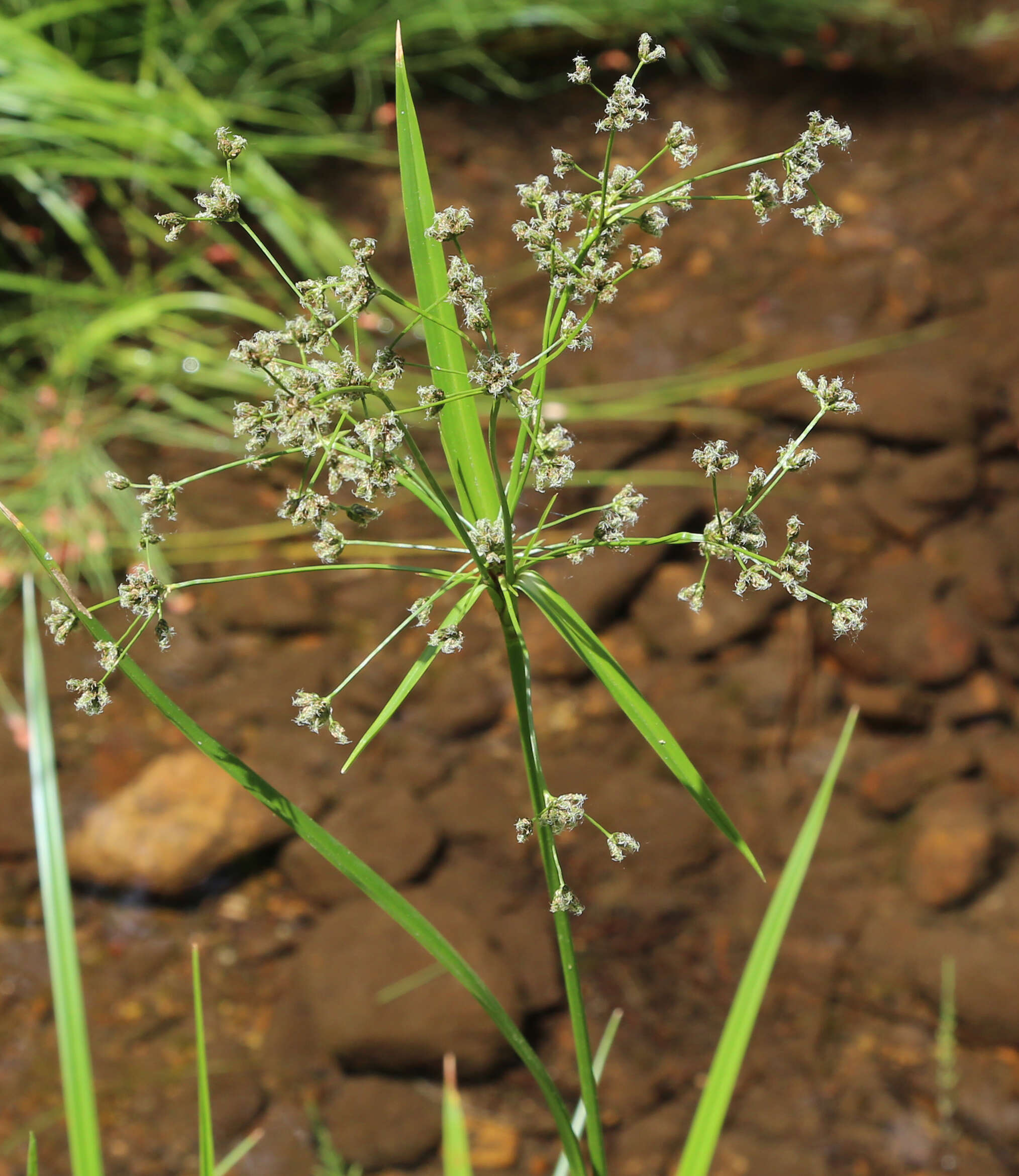 Image of panicled bulrush