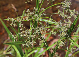 Image of panicled bulrush