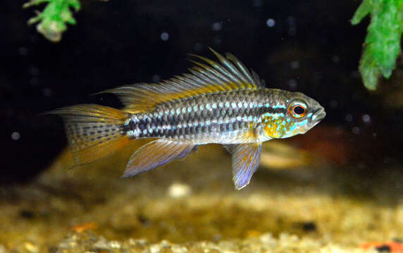 Image of banded dwarf cichlid