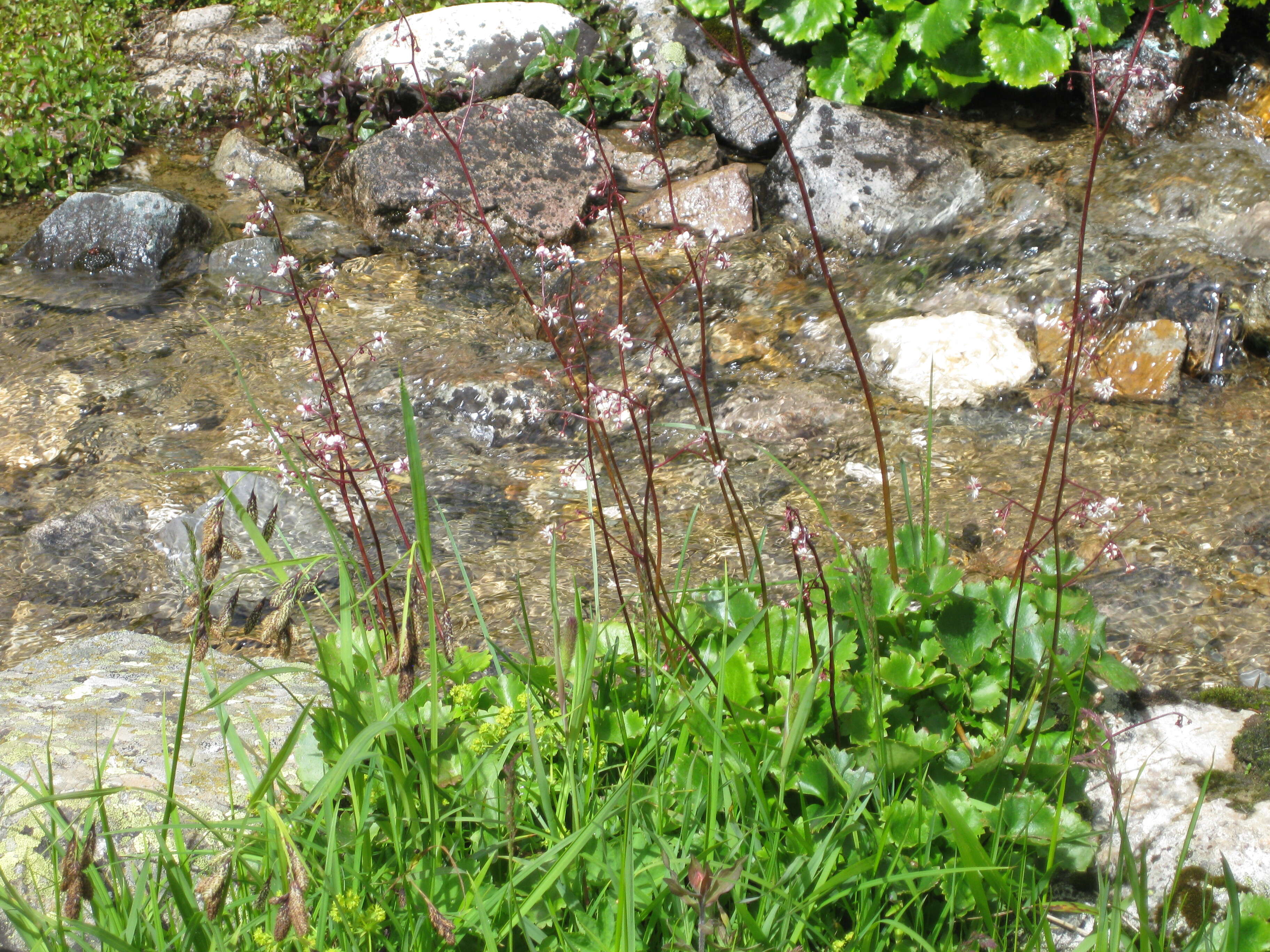 Image of Streambank Pseudosaxifrage