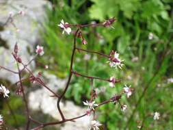 Sivun Micranthes odontoloma (Piper) A. A. Heller kuva