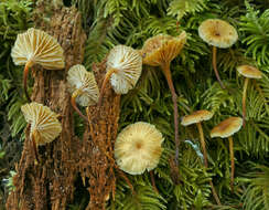 Image of Xeromphalina cornui (Quél.) J. Favre 1936