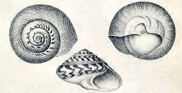 Image of Umbonium giganteum (Lesson 1831)