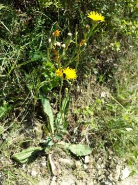 Image of pasture hawksbeard