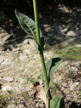 Image of pasture hawksbeard