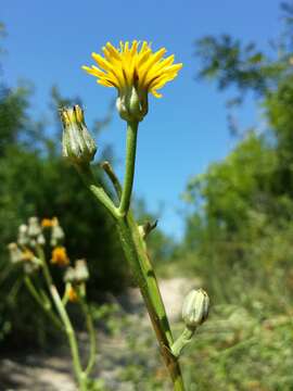 Image of pasture hawksbeard