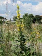 Image of Great Mullein