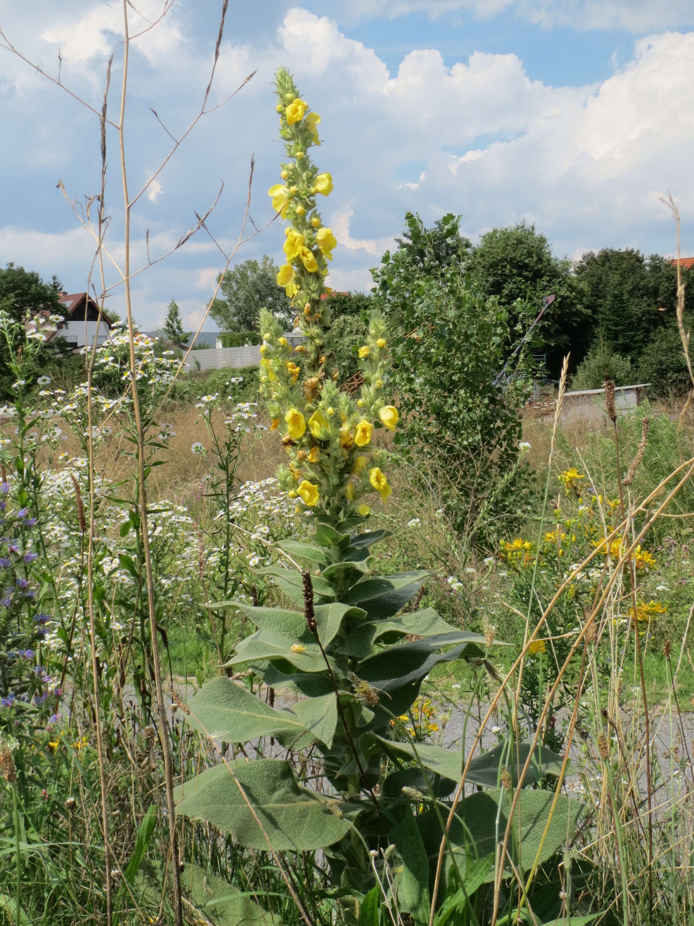 Image of Great Mullein