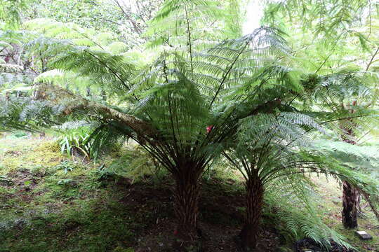 Image of Rough Tree Fern