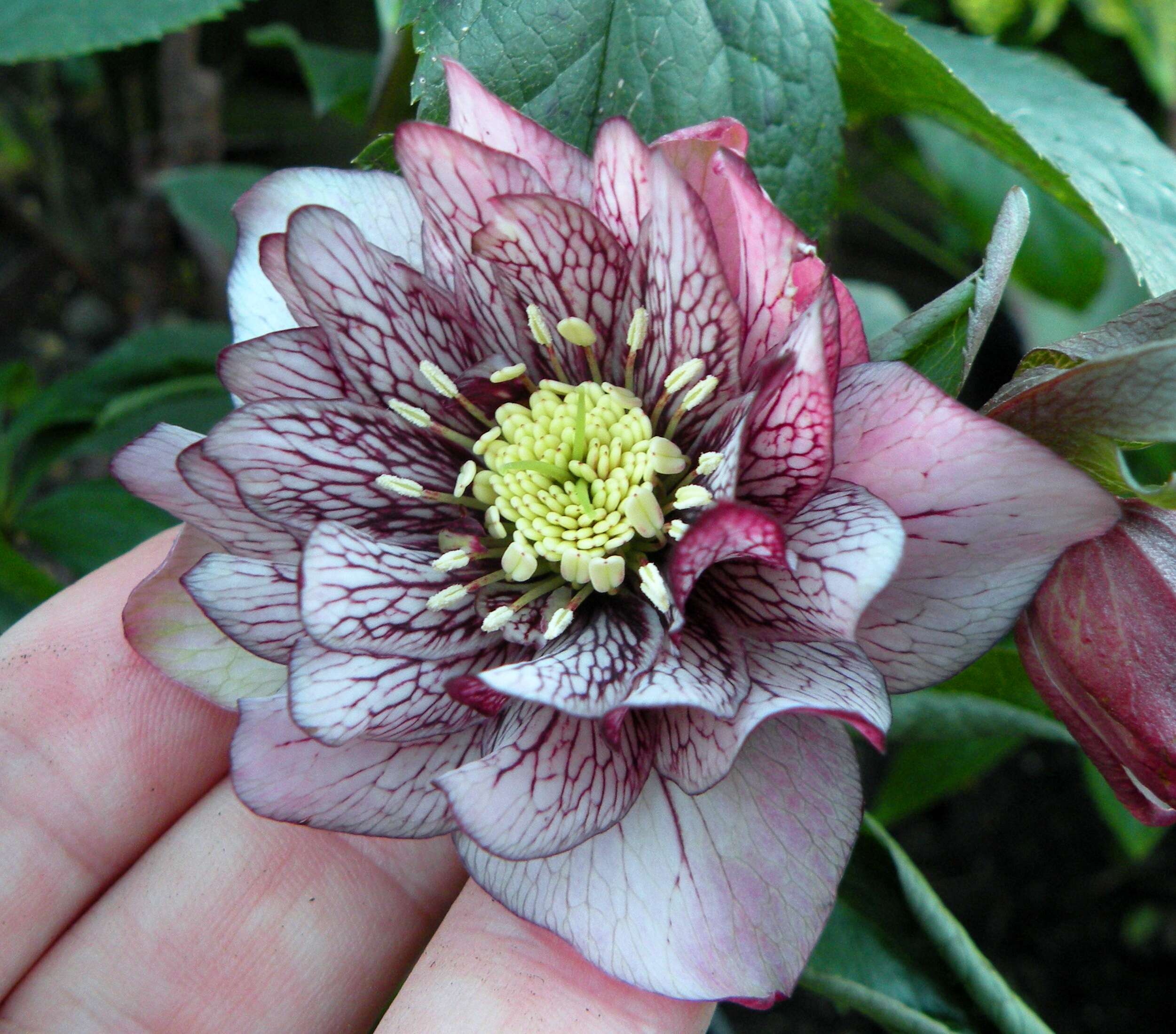 Image of Hellebore