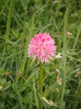 Слика од Gymnadenia corneliana (Beauverd) Teppner & E. Klein