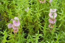 Image of hart's pennyroyal