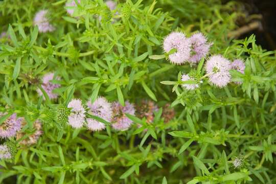 Image of hart's pennyroyal