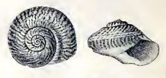 Image of Umbonium suturale (Lamarck 1822)