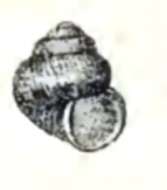 Image of Vanitrochus semiustus (P. Fischer 1879)
