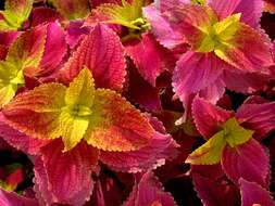 Image of common coleus