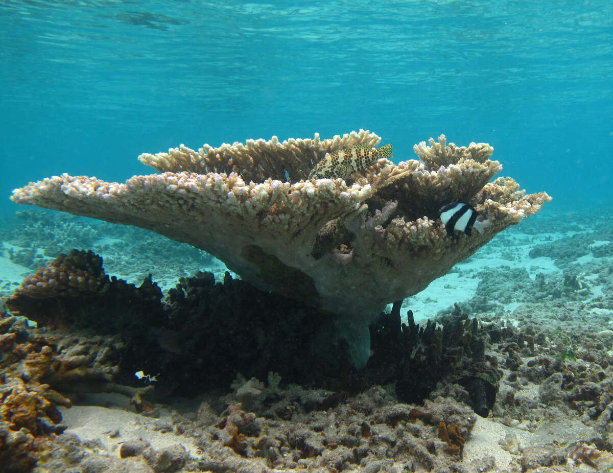 Image of Brush Coral