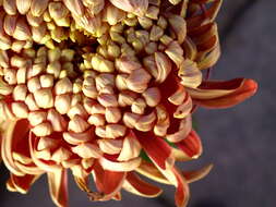 Image of florist's daisy