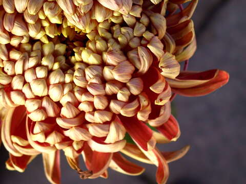 Image of florist's daisy