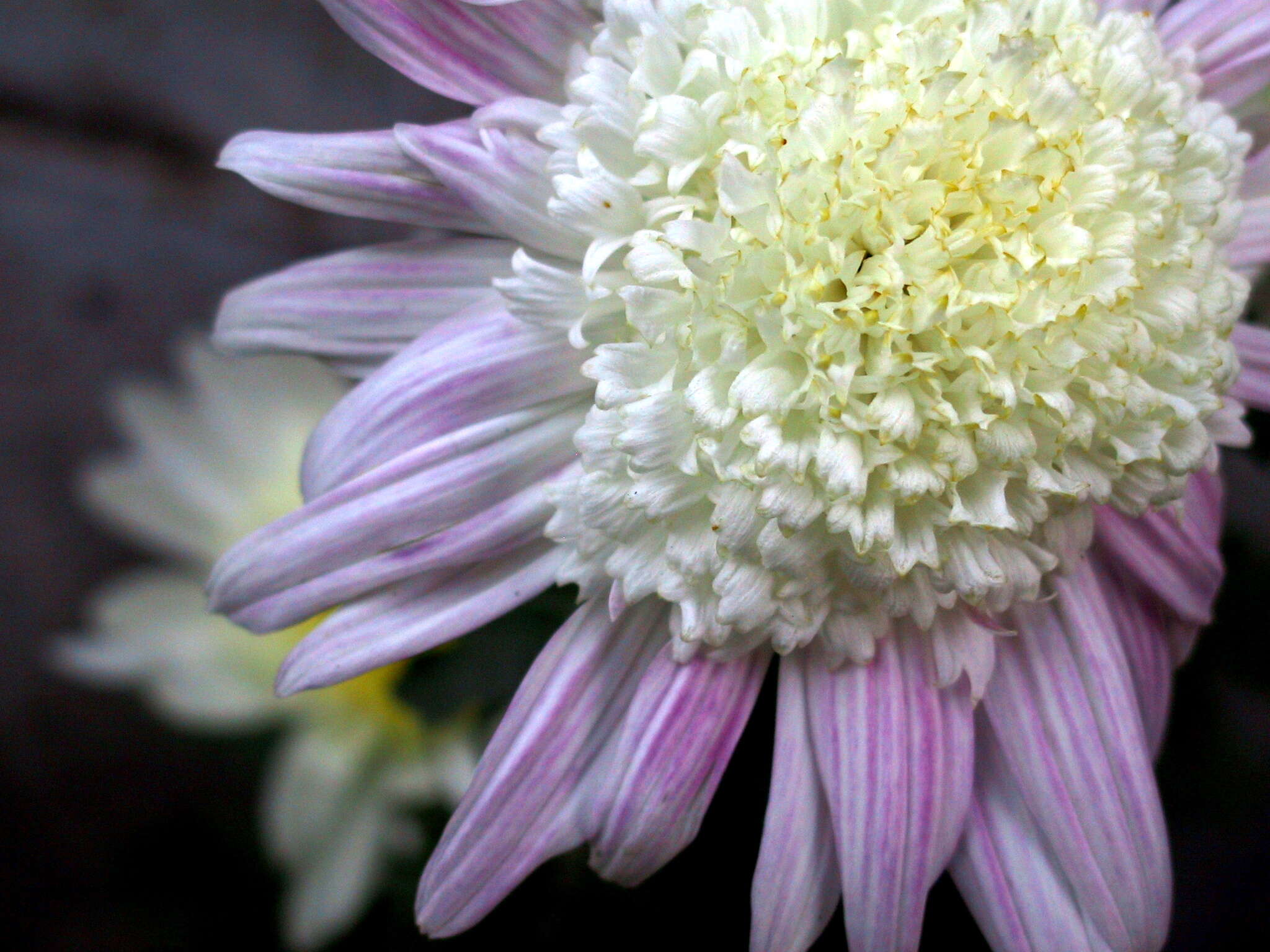 Image of florist's daisy