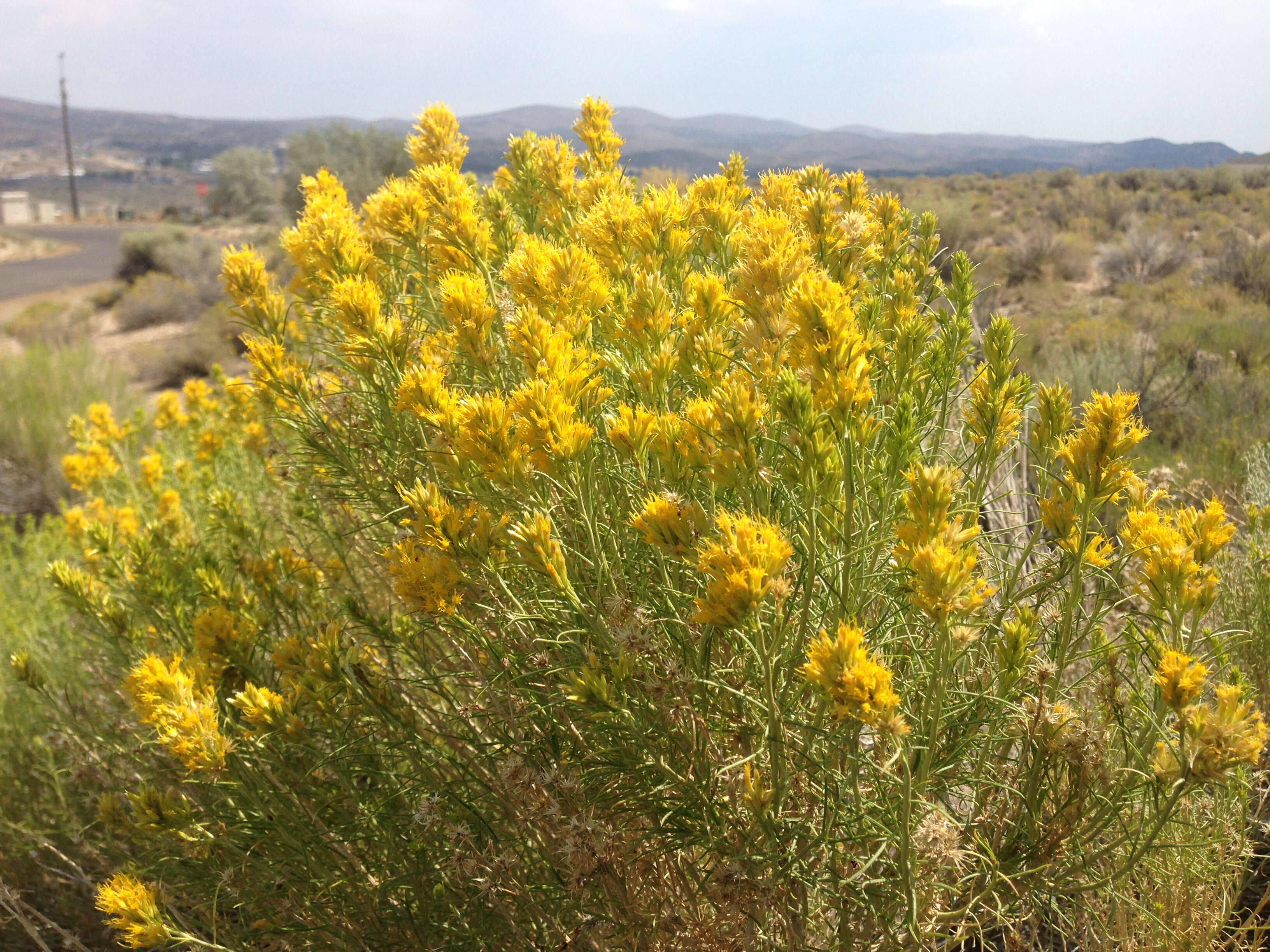 Image de Ericameria nauseosa (Pall. ex Pursh) G. L. Nesom & G. I. Baird