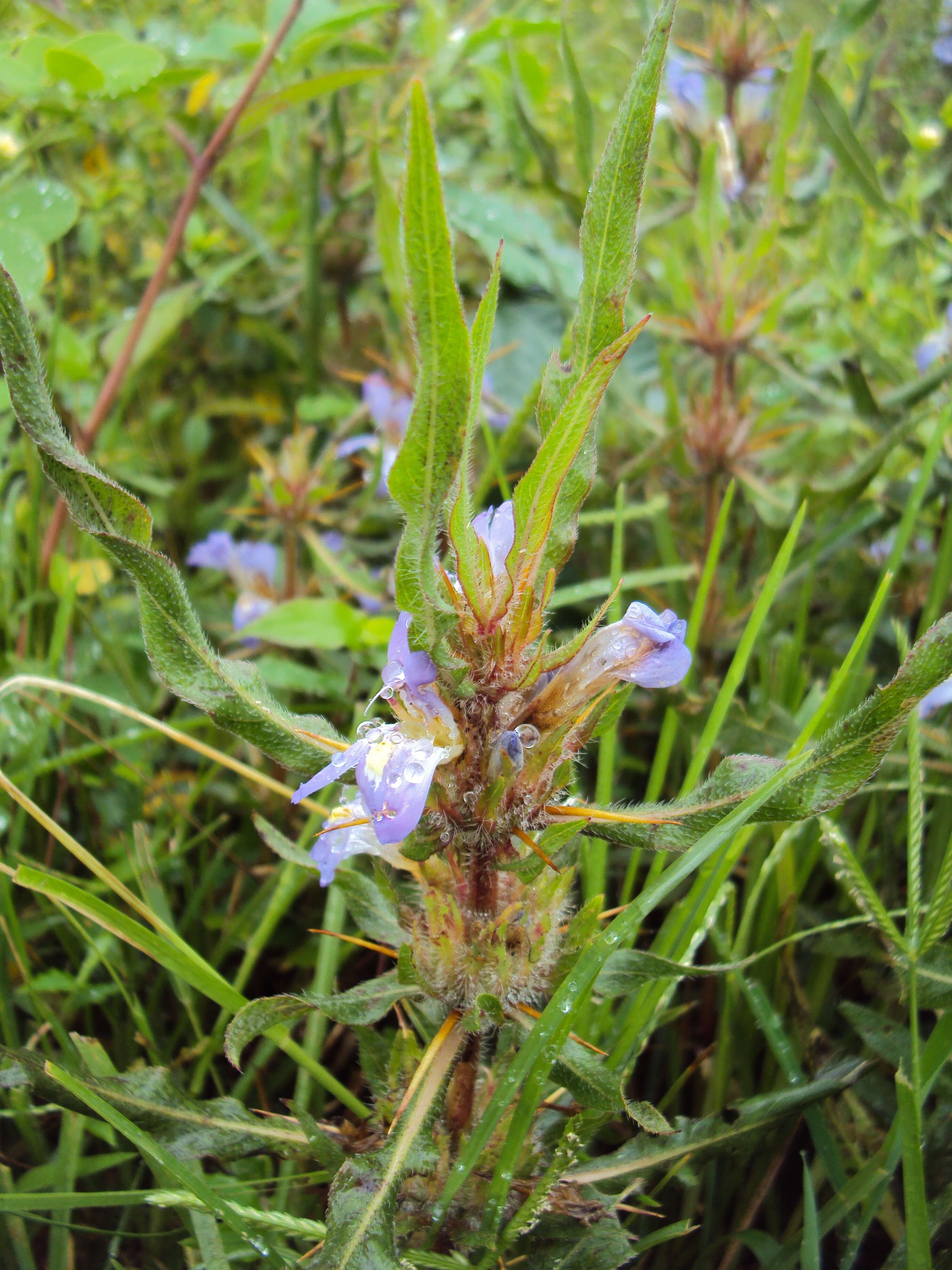 Image of Hygrophila schulli (Buch.-Ham.) M. R. Almeida & S. M. Almeida