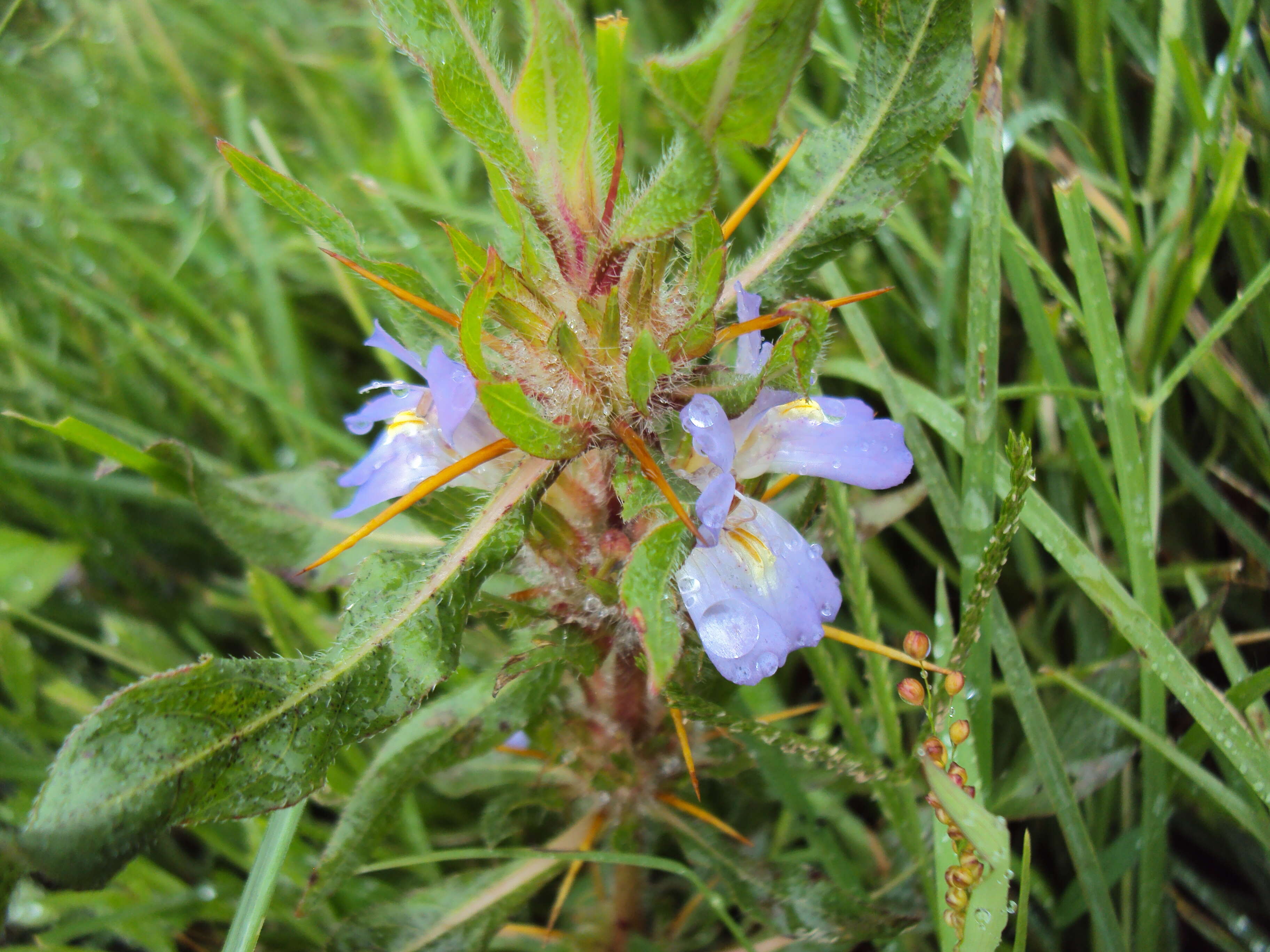 Image of Hygrophila schulli (Buch.-Ham.) M. R. Almeida & S. M. Almeida