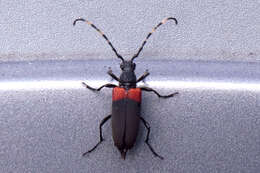 Image of Red-shouldered Pine Borer