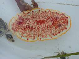 Image of Red-netted slug