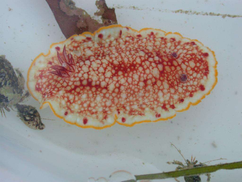 Image of Red-netted slug