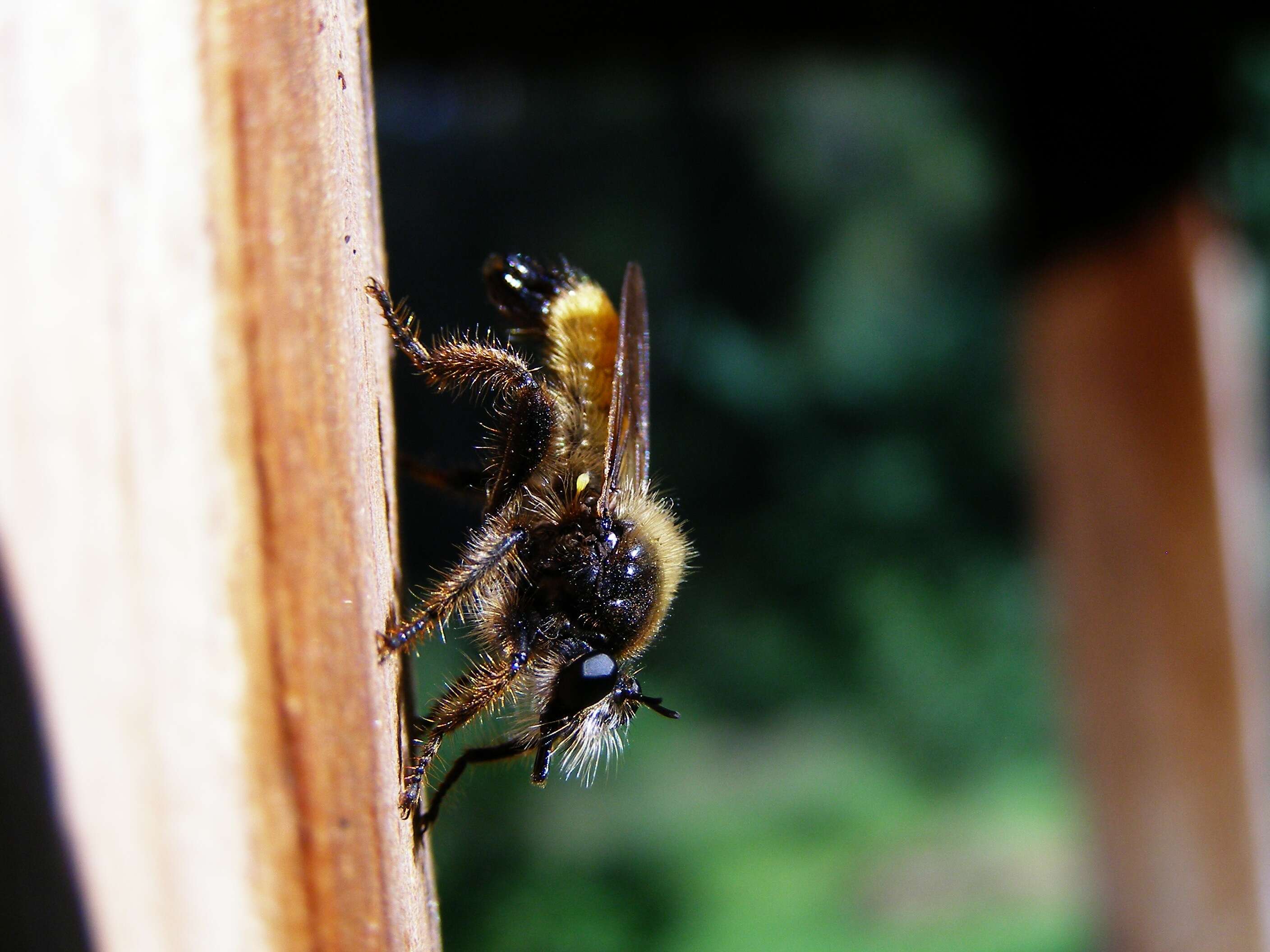 Image of Laphria flava (Linnaeus 1761)