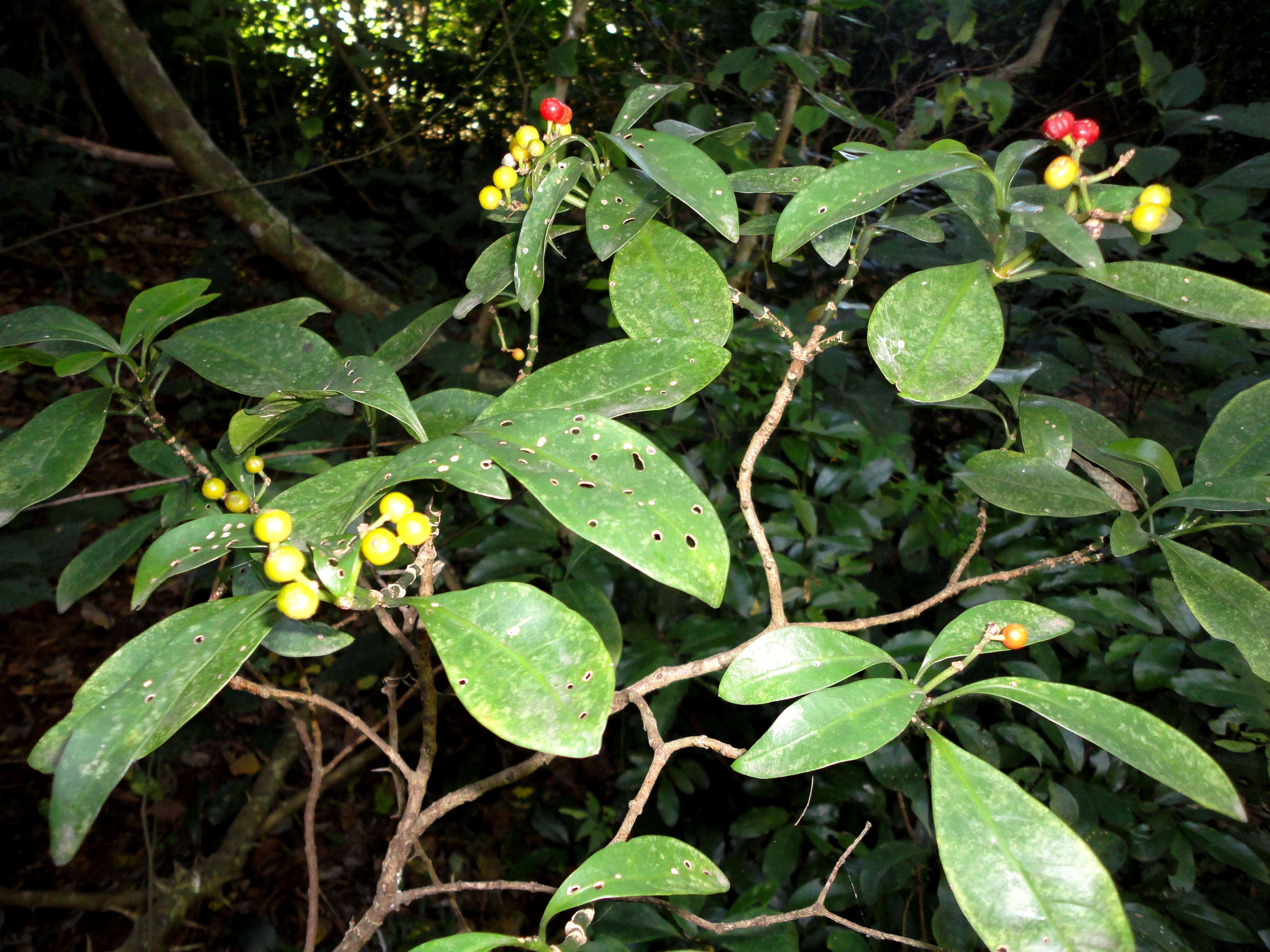 Image of Black bird-berry