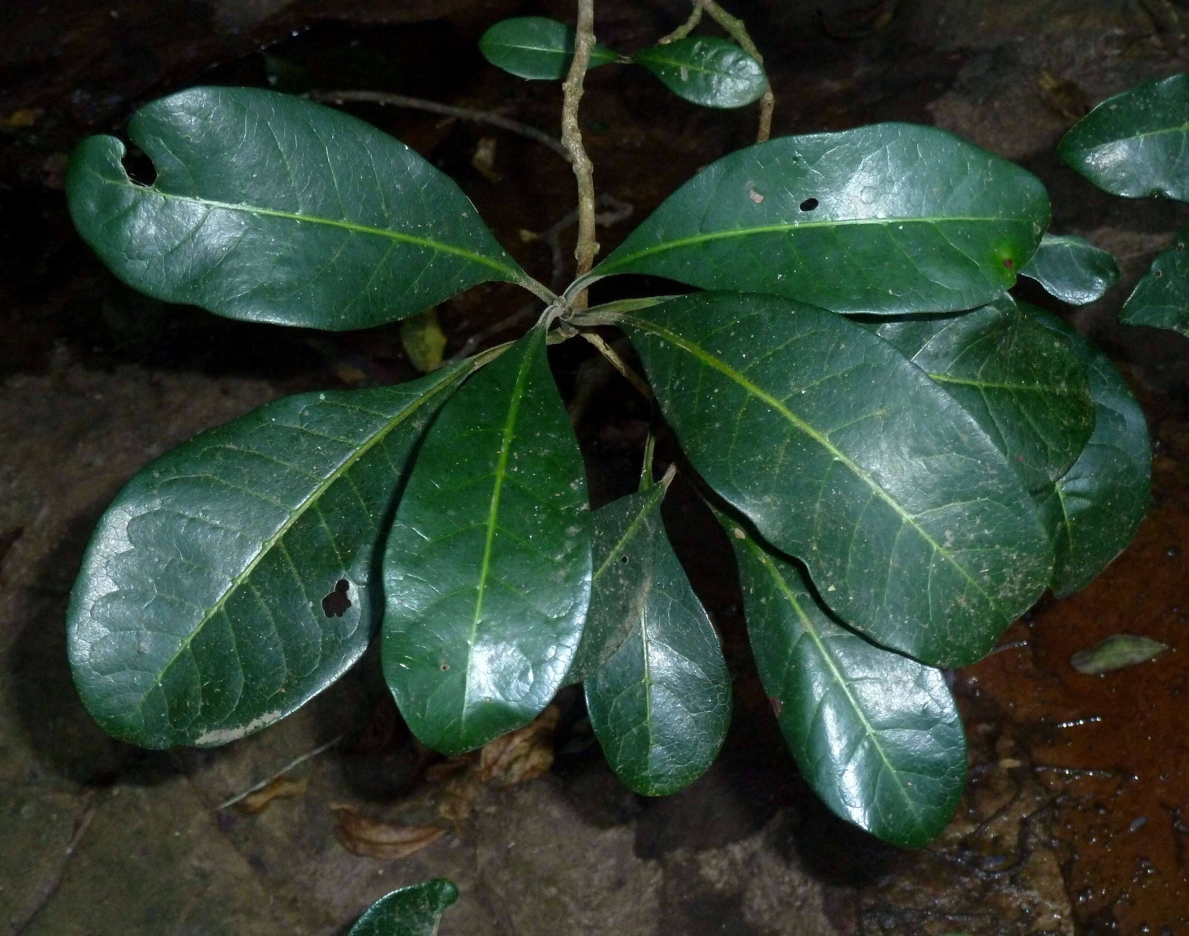 Image of Black bird-berry